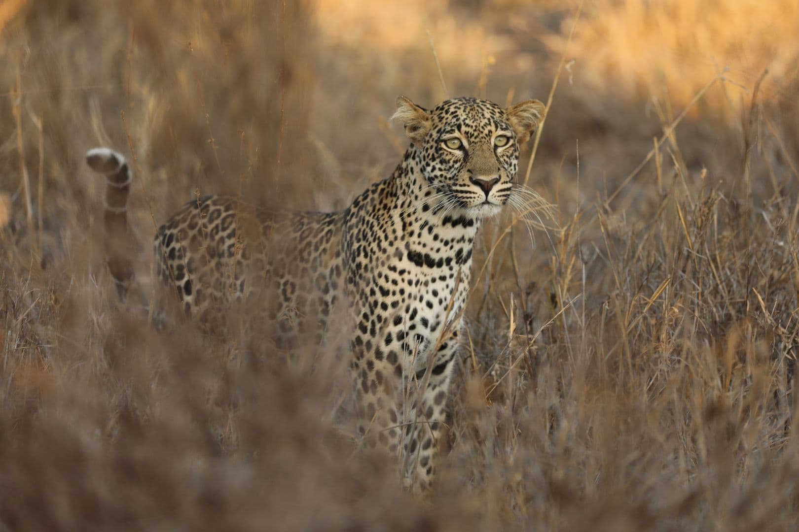 Tsavo National Parks