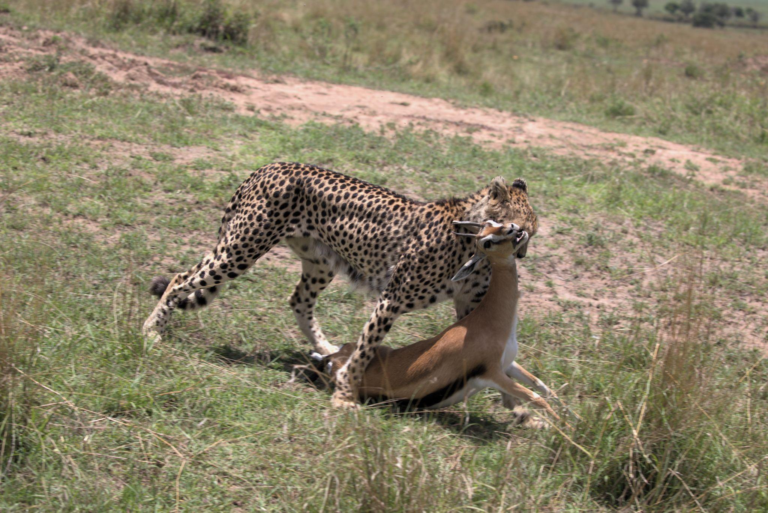 NASHIPAE: The renowned Queen Mother cheetah of Maasai Mara